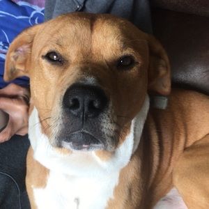 Meet your Posher, Katana